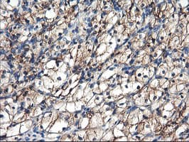 ENPEP / Aminopeptidase A Antibody (clone OTI3E7)
