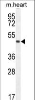LRRC34 Antibody (aa154-182)