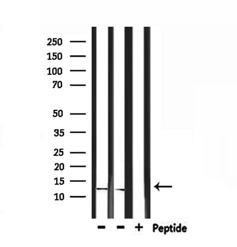 IGFL2 Antibody