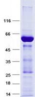 Human ESE3 / EHF Protein (Recombinant GST, N-terminus + His, C-terminus)