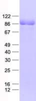 Human IMMT / Mitofilin Protein (Recombinant His, N-Terminal)