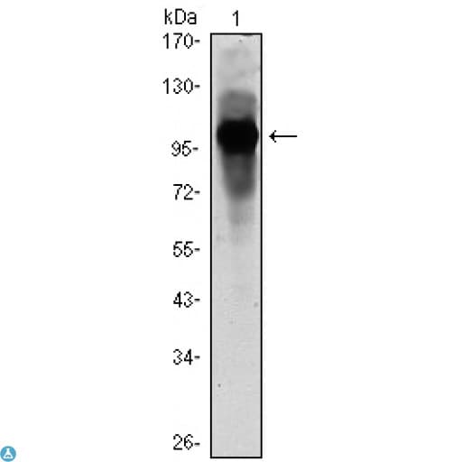 ARNTL / BMAL1 Antibody