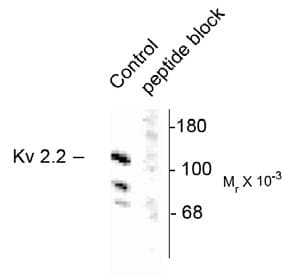 KCNB2 / Kv2.2 Antibody