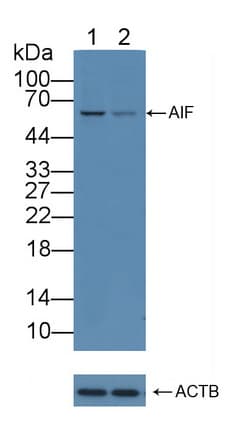 AIFM1 / AIF / PDCD8 Antibody (aa103-322)