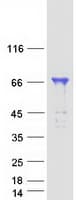 Human WRNIP1 / WHIP Protein (Recombinant Myc-DDK (Flag))