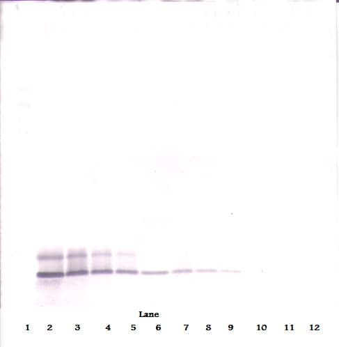 DEFB104A / BD-4 Antibody (Biotin)