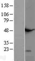 Human TNFSF18 / GITRL Protein (Over-Expression Lysate Myc-DDK (Flag))