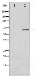 Polyclonal Rabbit anti-Human RAF1 / RAF Antibody (WB)