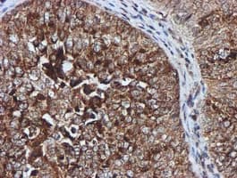 GATM / AGAT Antibody (clone OTI1E3, Carrier-free)