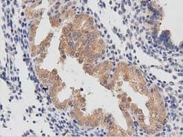 Monoclonal Mouse anti-Human PTPRE / PTP Epsilon Antibody (clone OTI2A9, IHC, IF)
