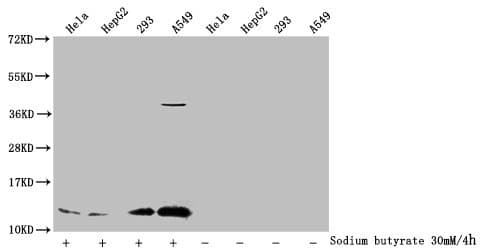 HIST1H4I Antibody