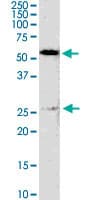 GSTM4-4 / GSTM4 Antibody (clone 4B4)