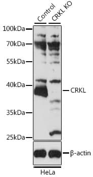 CRKL Antibody