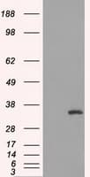 Monoclonal Mouse anti-Human CD32A Antibody (clone OTI16E7, IHC, IF, WB)
