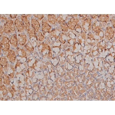 Polyclonal Rabbit anti-Human SP1 Antibody (phospho-Thr739, IHC, IF, WB)