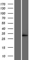 ECI1 / DCI Protein (Over-Expression Lysate Myc-DDK (Flag))