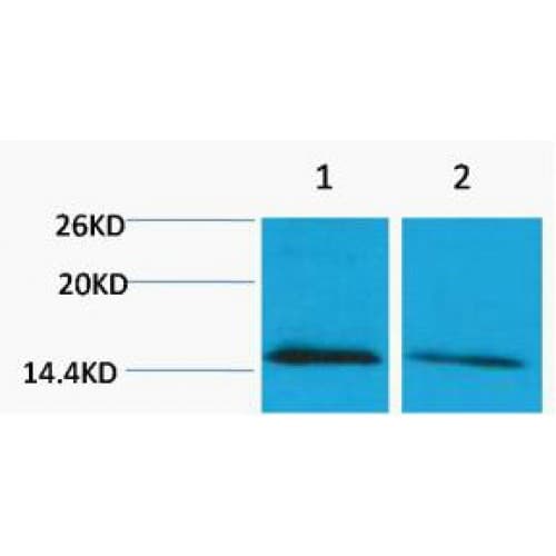 Polyclonal Rabbit anti-Human Histone H4 Antibody (WB)
