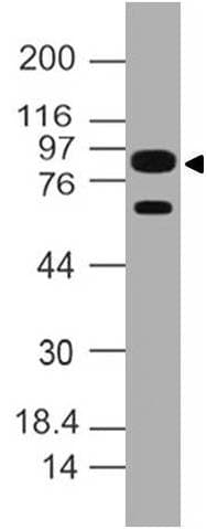 Monoclonal Mouse anti-Human PMS2 Antibody (WB)
