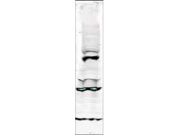 TLK1 Antibody (aa730-755)