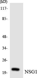 NSG1 Antibody (aa95-144)