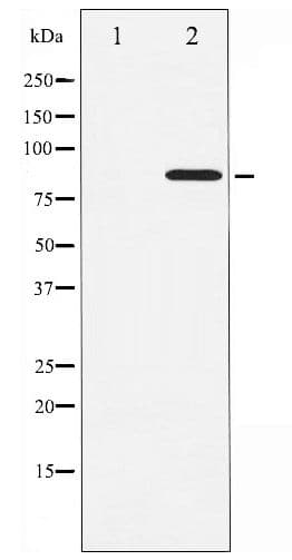 Polyclonal Rabbit anti-Human STAT3 Antibody (phospho-Ser727, IHC, WB)
