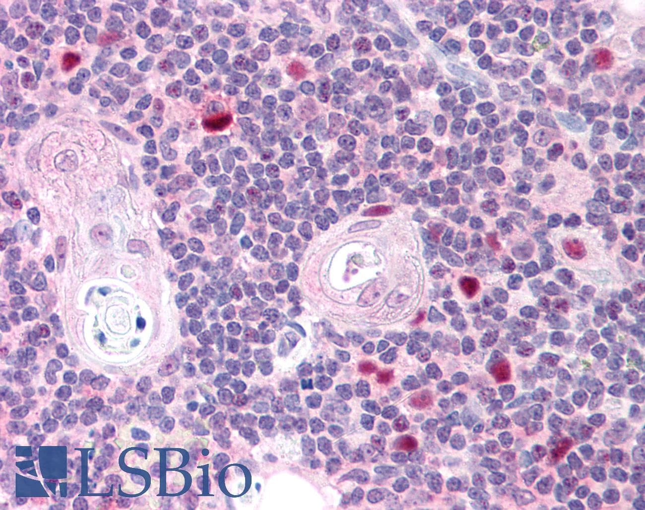 IHC-plus™ AIRE Antibody (aa102-115)