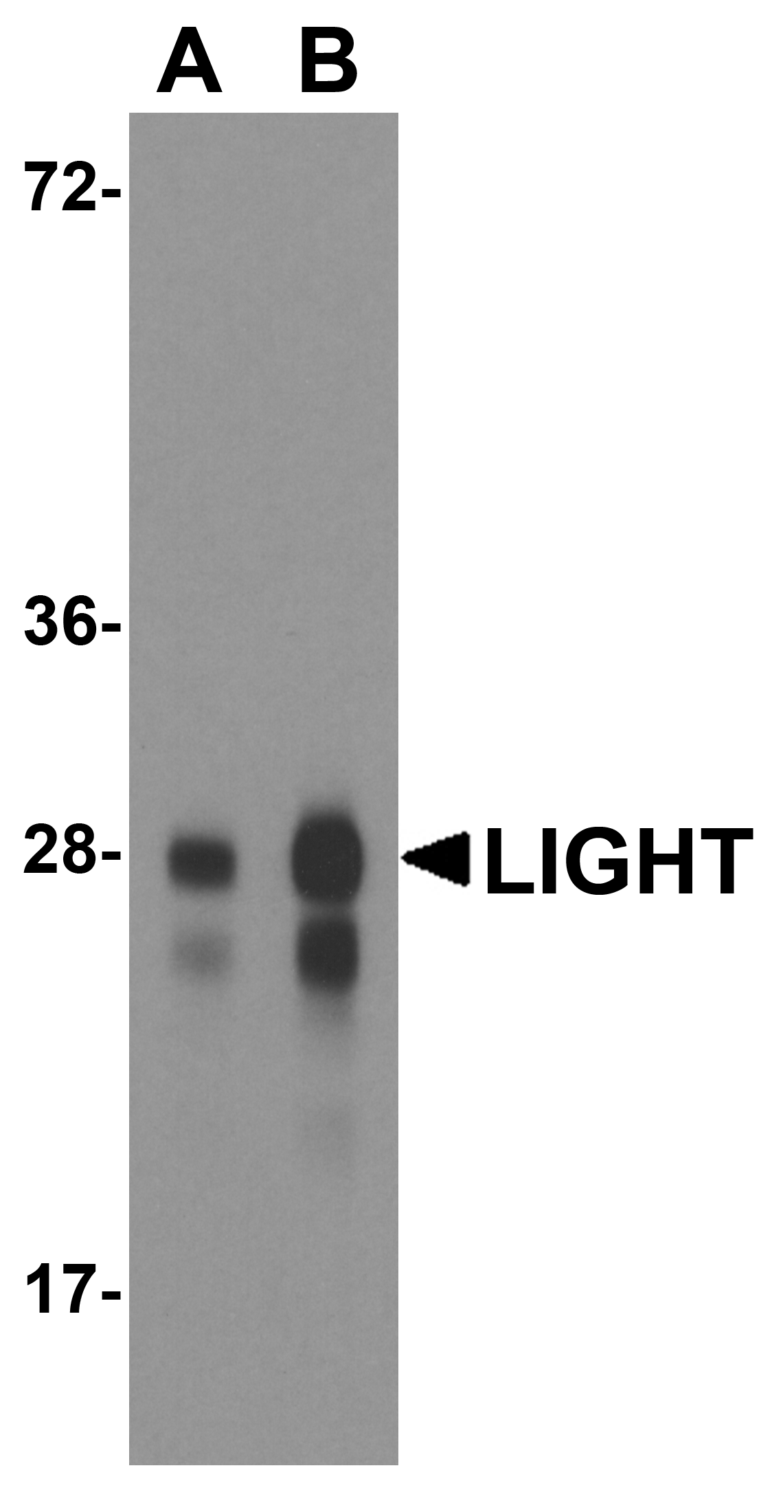 TNFSF14 / LIGHT Antibody (clone 7B9F12)