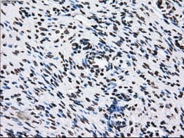 ID3 Antibody (clone OTI15E3)