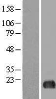 EIF5A2 Protein (Over-Expression Lysate Myc-DDK (Flag))