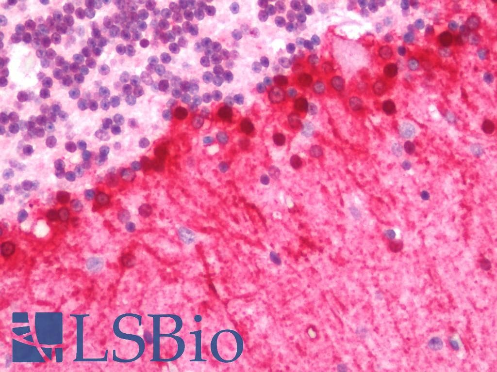 IHC-plus™ FABP7 / BLBP / MRG Antibody (aa104-132)