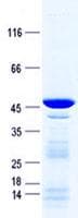 Human VPS28 Protein (Recombinant GST, N-terminus + His, C-terminus)