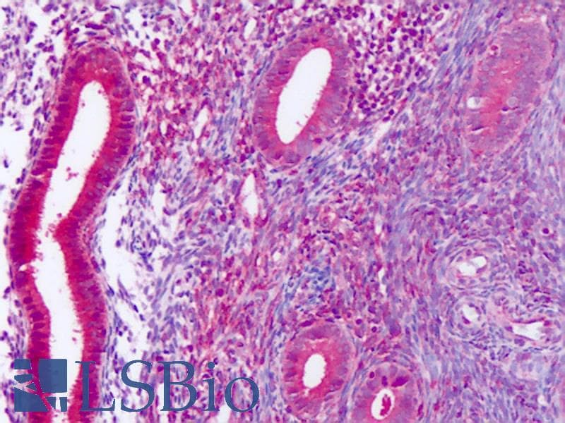 IHC-plus™ DUSP23 Antibody (Internal)