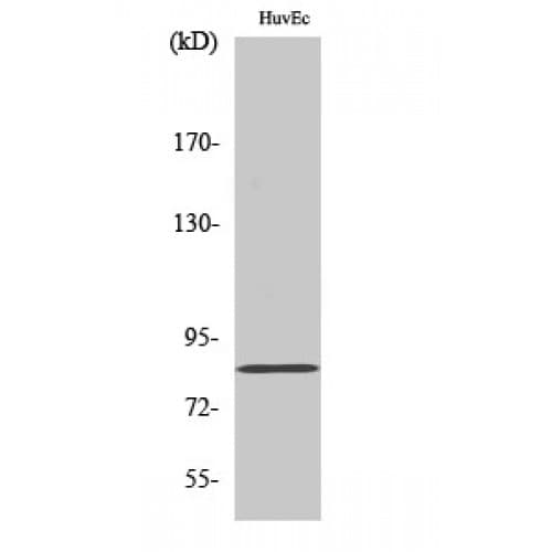 OLFML2B Antibody (140-220 aa, Internal)