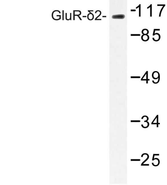 GRID2 Antibody (Gly860)