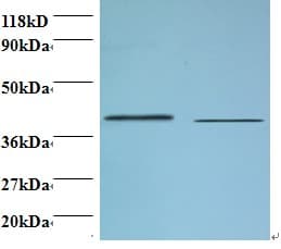 B4GALT3 Antibody (FITC)