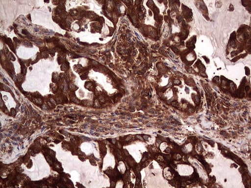 PKM2 Antibody (clone 12B9)