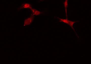 KALRN / KALIRIN Antibody