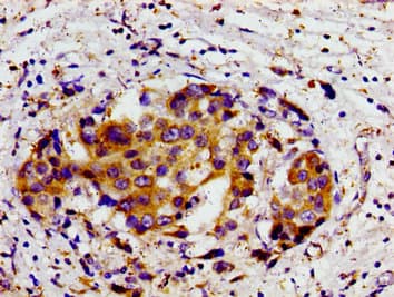 Polyclonal Rabbit anti-Human DHODH Antibody (IHC)