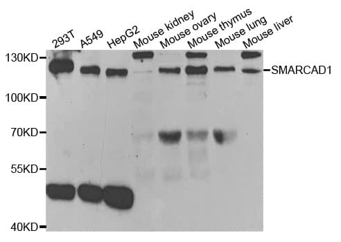 SMARCAD1 Antibody