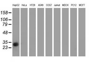RASD2 Antibody (clone OTI1D11, Carrier-free)