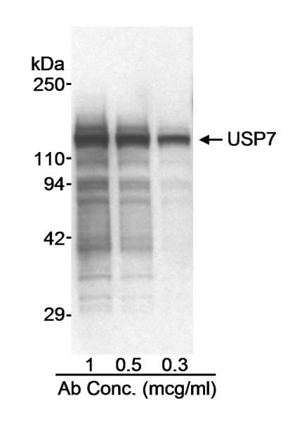 IHC-plus™ USP7 / HAUSP Antibody (aa1050-C-term)
