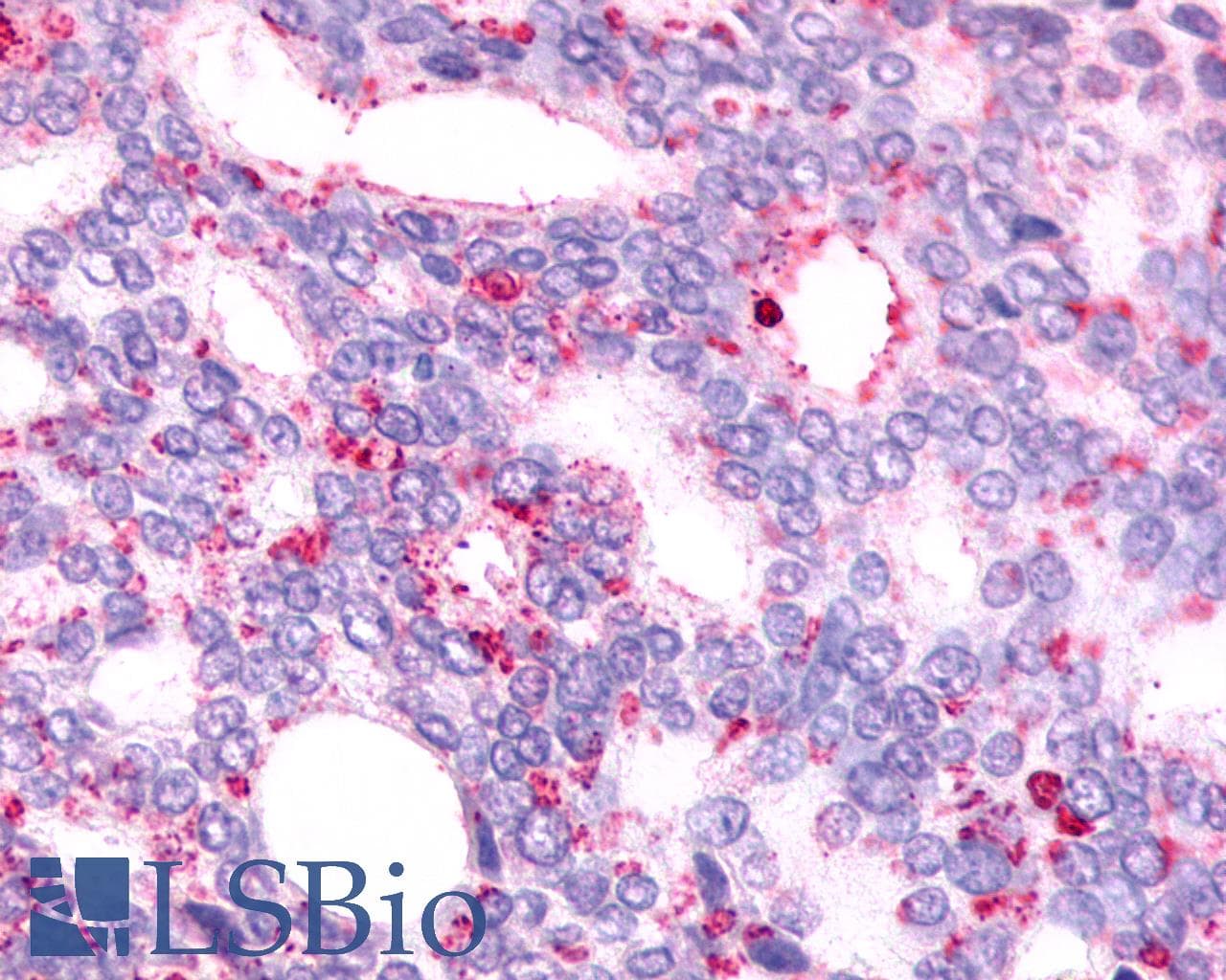 IHC-plus™ GPR88 Antibody (Cytoplasmic Domain)