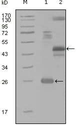 MAP4K4 Antibody (Amino Acid: 400-500, clone 4H9E7)