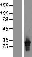 Human HLA-DQA2 Protein (Over-Expression Lysate Myc-DDK (Flag))
