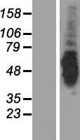 AK8 Protein (Over-Expression Lysate Myc-DDK (Flag))