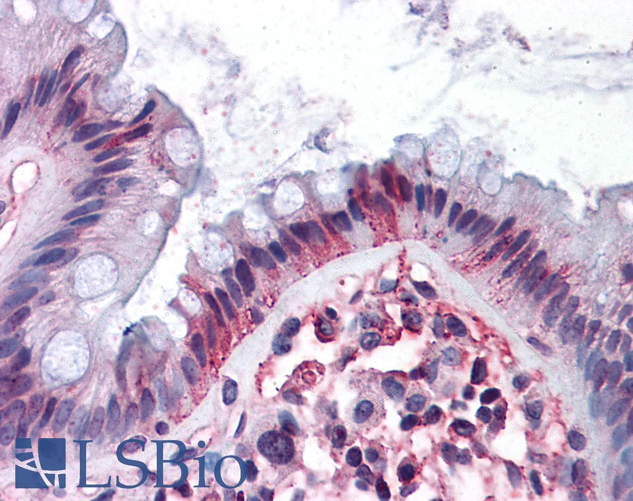 IHC-plus™ Renal Dipeptidase / DPEP1 Antibody (N-Terminus)