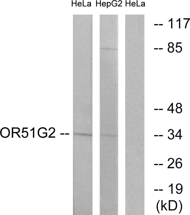 OR51G2 Antibody (aa211-260)