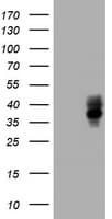 BTLA / CD272 Antibody (clone OTI1E5)