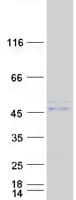 Human ABRI / ITM2B Protein (Recombinant Myc-DDK (Flag))