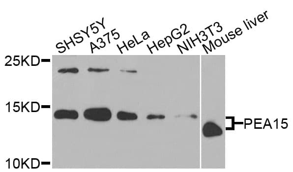 PEA15 / PEA-15 Antibody